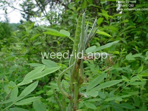 golden pea, mountain